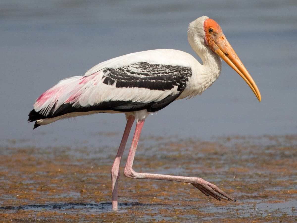 Painted Stork